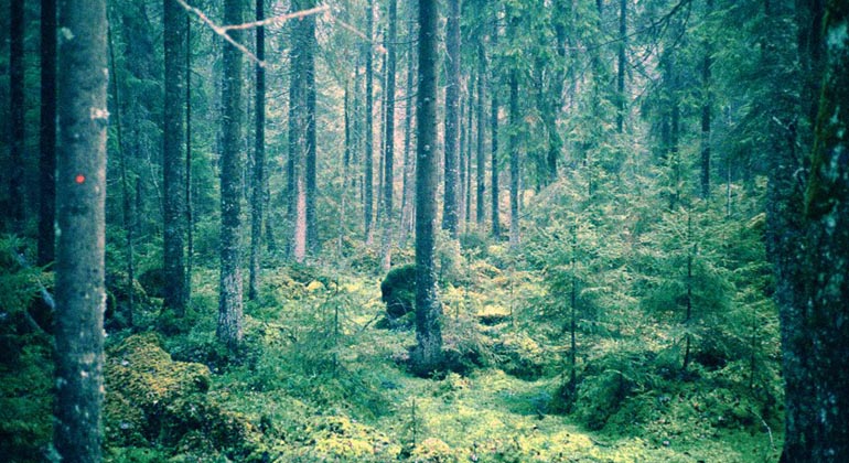 Kroksjöskogen.