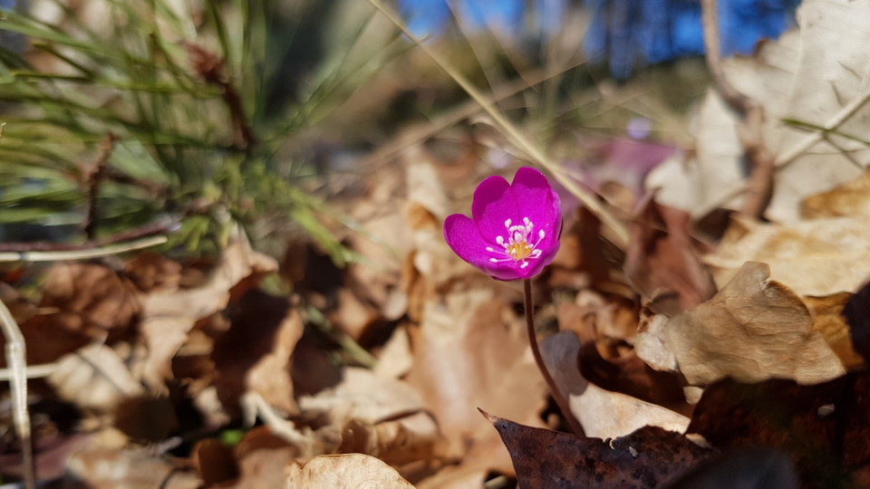 Rosa blåsippa vid Södergarn. Foto Lidingö stad