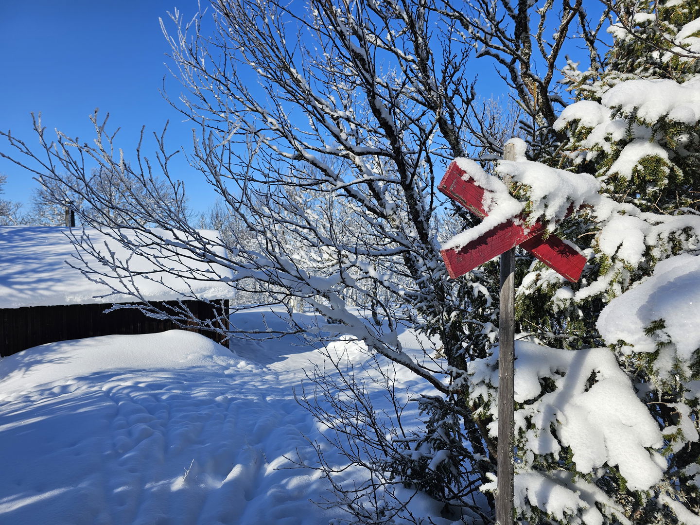 Ett rött ledkryss vid en snöig gran