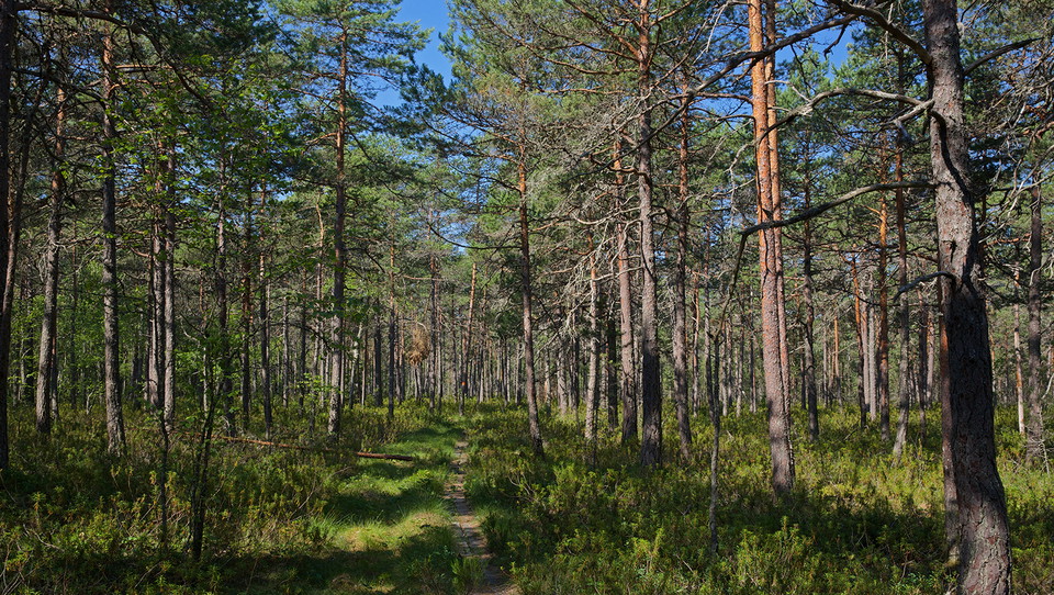 Håll ögon och öron öppna för skogsfåglar 