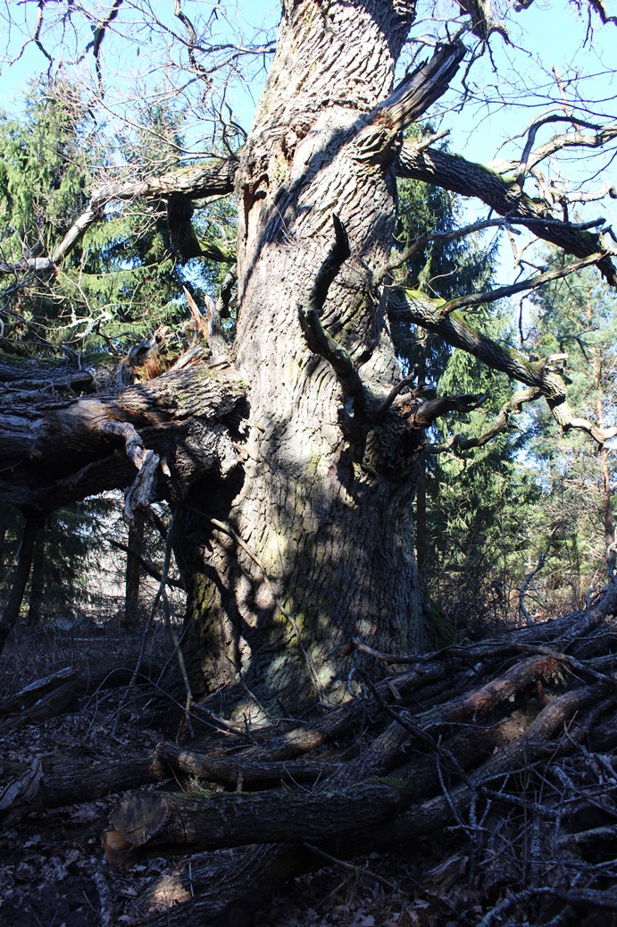 En jättestor ek
