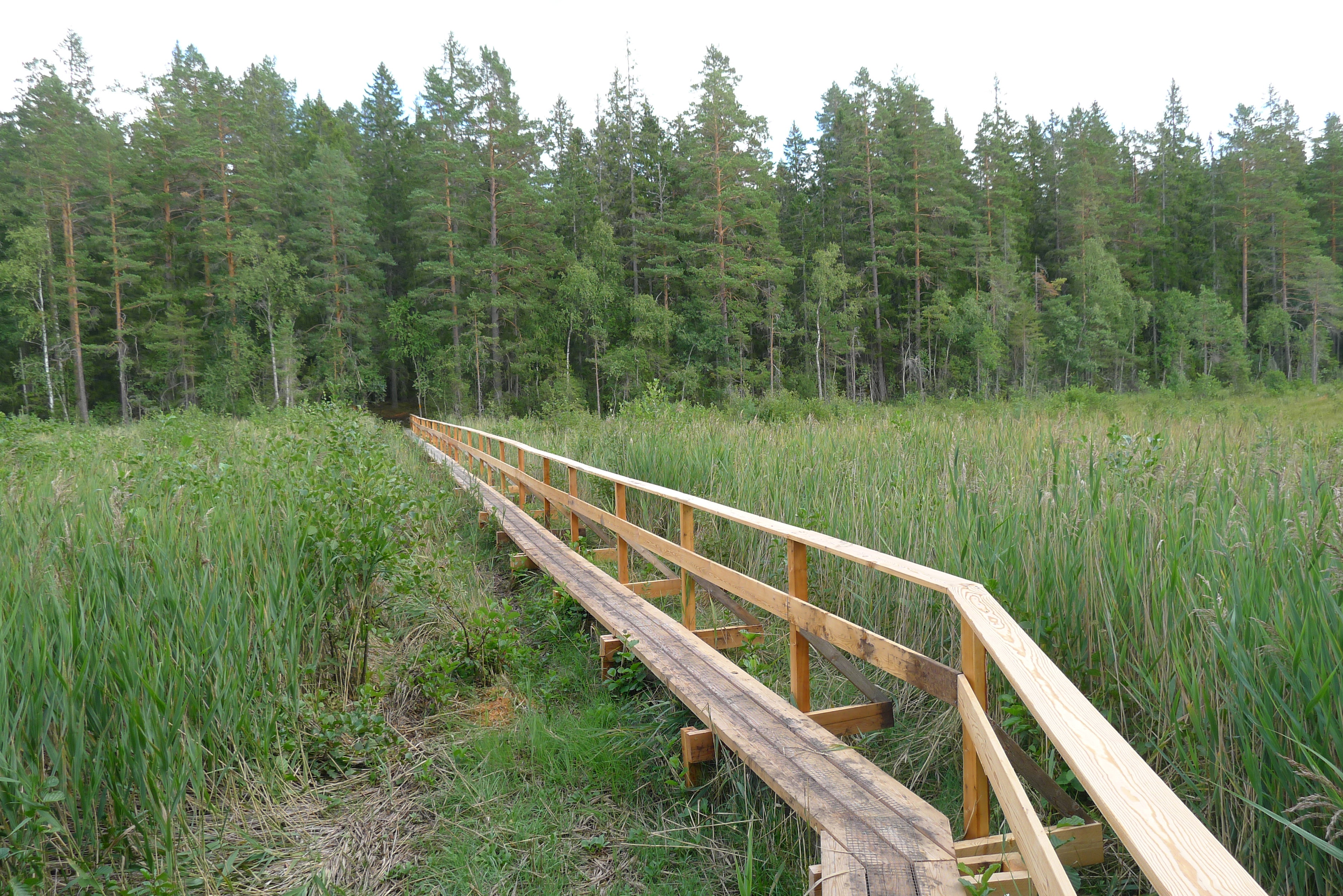 Svensbokärret i Skullebo naturreservat. 