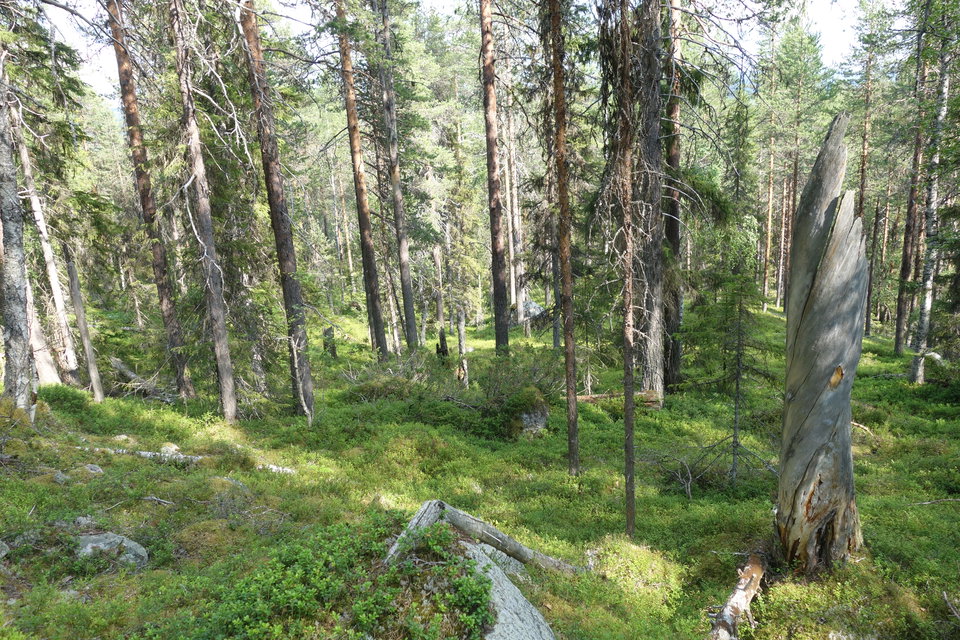 Grov högstubbe.
