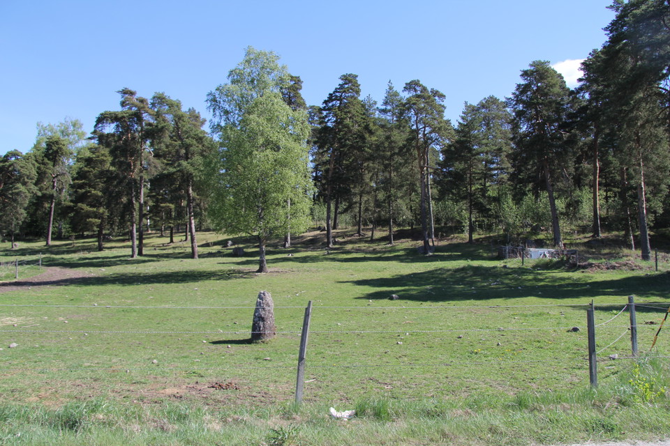 Välbetat gräs i stänglsad hage. Skog i bakgrunden.