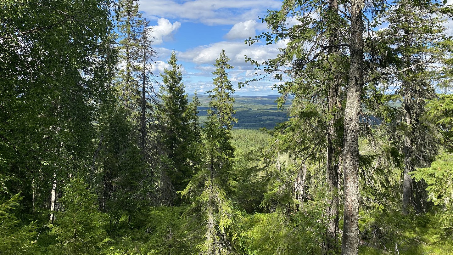 A view over a landscape with forest and lakes.