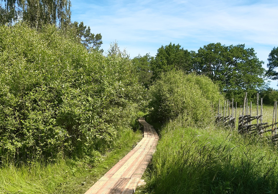 En fyra brädor bred spång bland grönt gräs och gröna buskar.