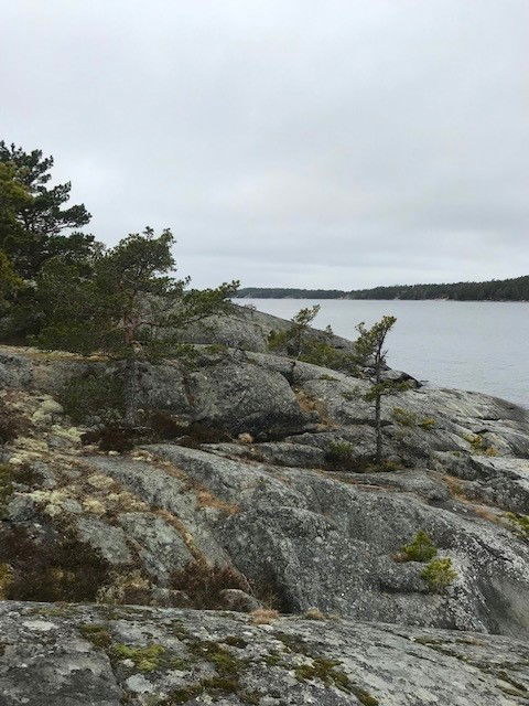 Stobbkobben i Vindalsö naturreservat. 