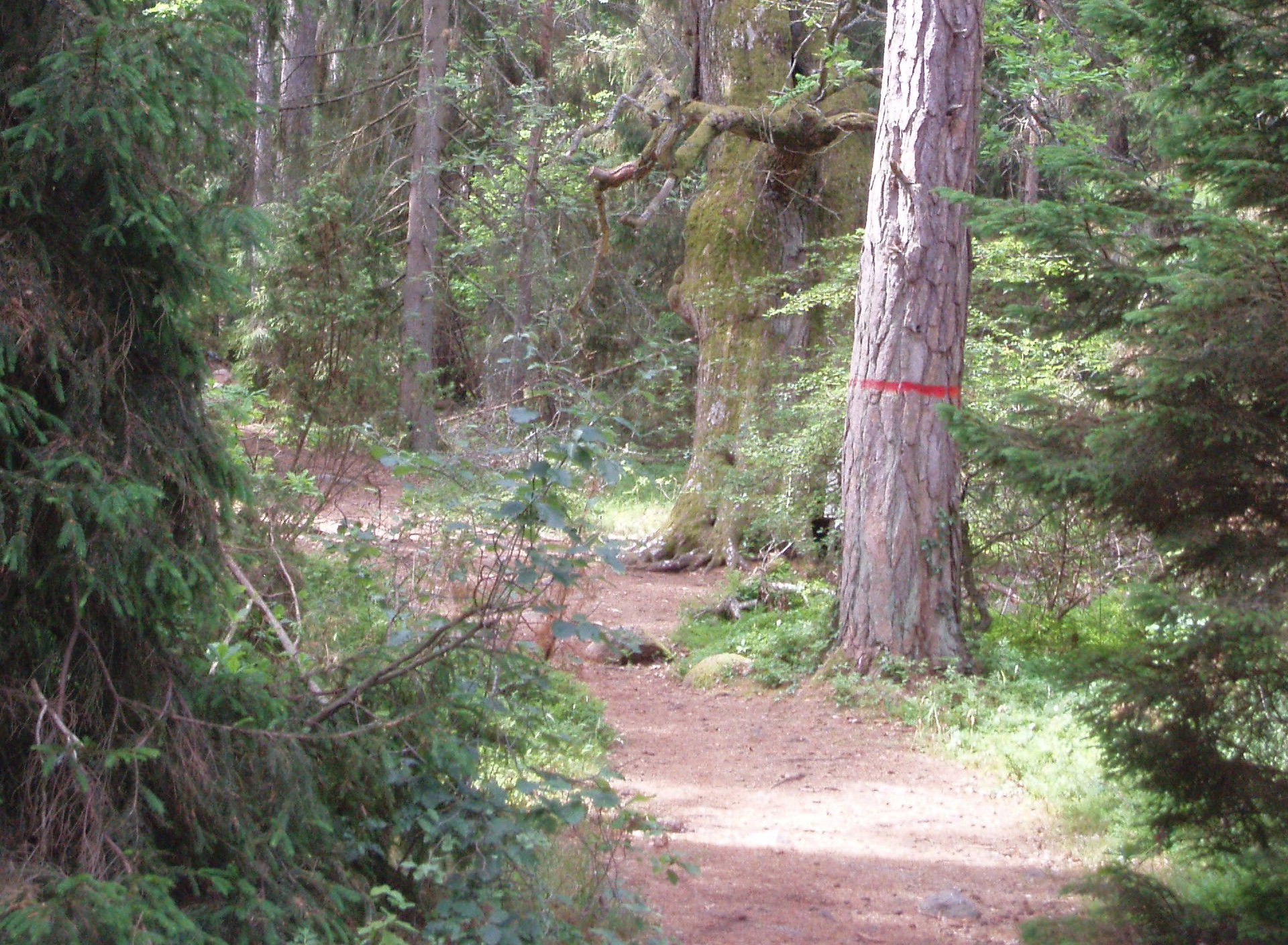 vandringsled genom skogen