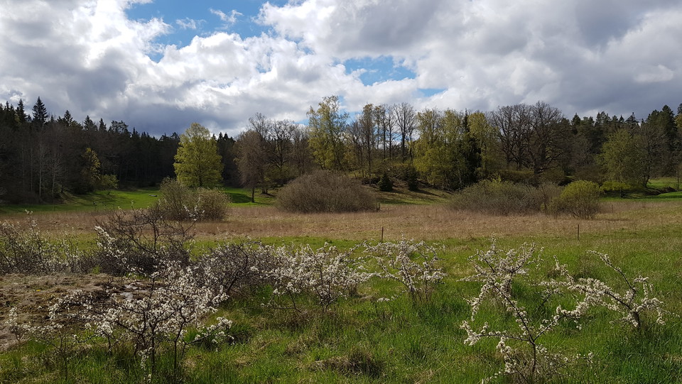 Blommande slån vid Ekholmsnäs. Foto Lidingö stad