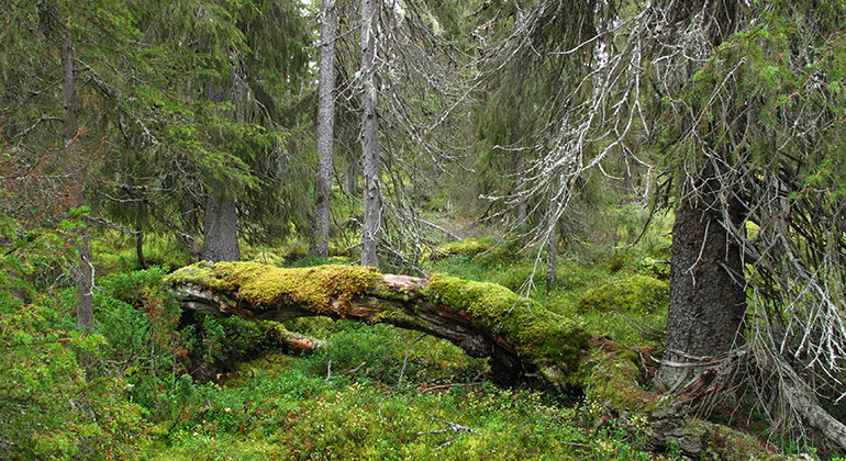Västra Stårbatjvare.