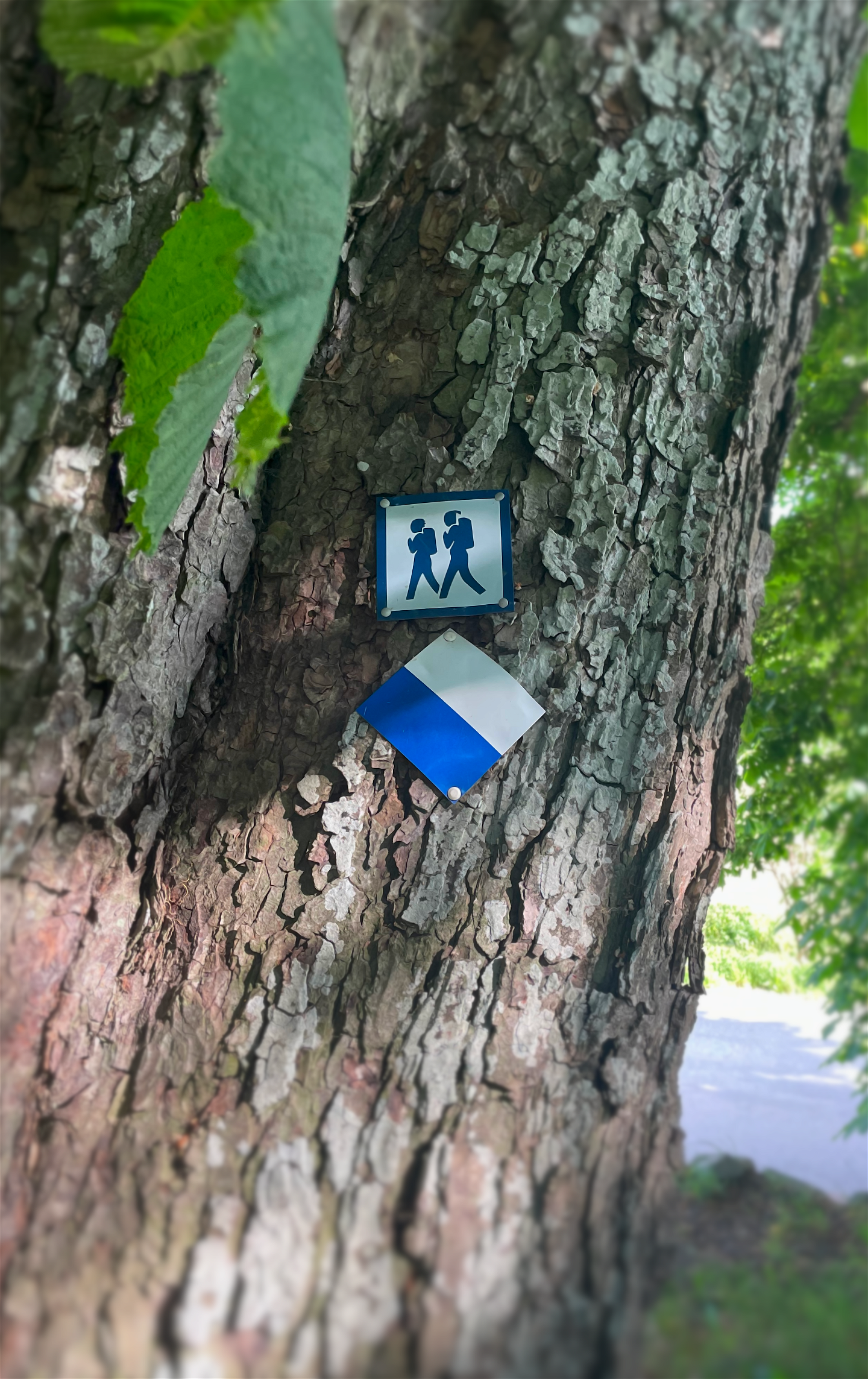 Blåvita skyltar uppsatta på ett träd.
