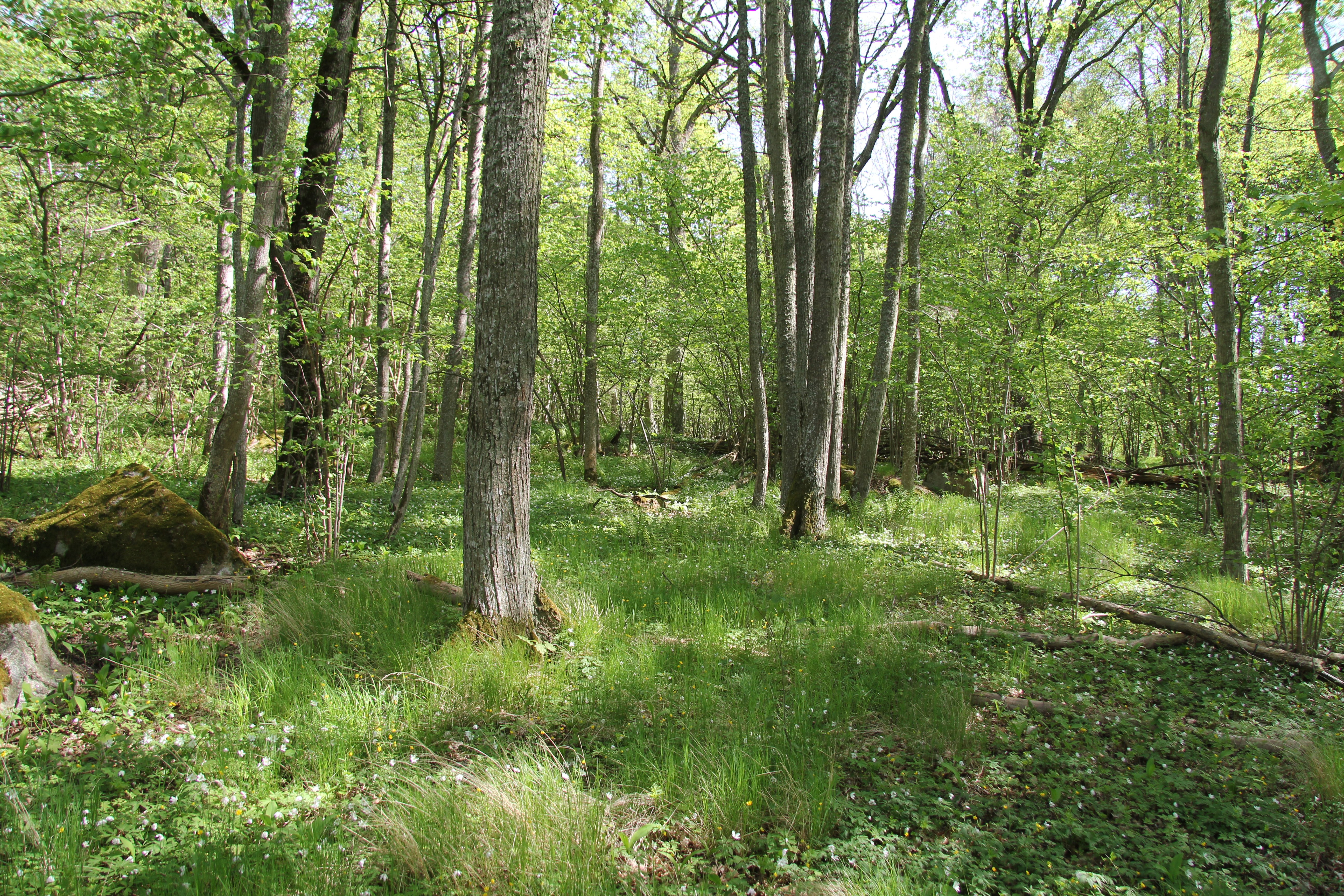 Vitsippor och gräsbeklädd mark bland träd och stenar.