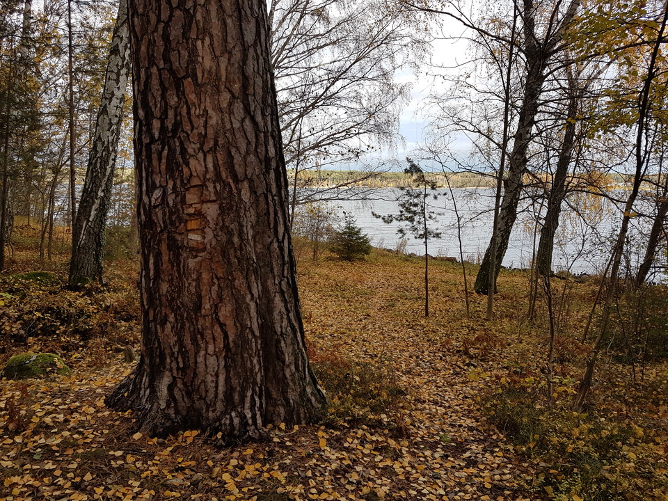 Gammal jättetall. Foto Lidingö stad.