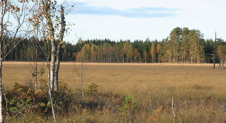 Vy över Gammelstilla-Bredmossens öppna yta.