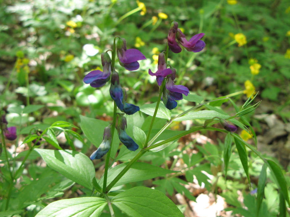Närbild på en blålila blomma.