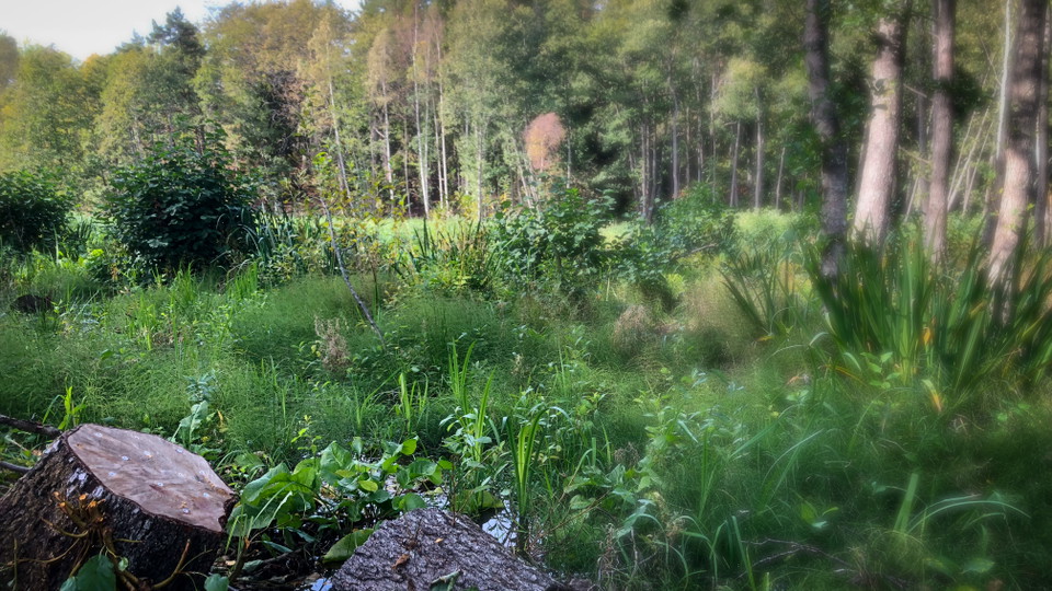 Våtmarken Eriksömaren och två stubbar i förgrunden.