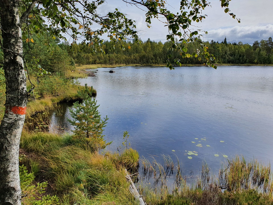 Hertigparets vandringsled, Byamossarna