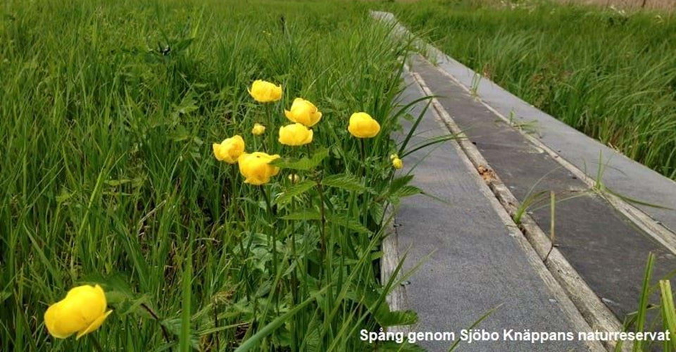 Spång genom Sjöbo Knäppans naturreservat