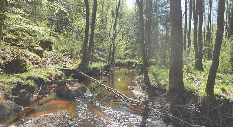 En å i skogen med ett vält träd över