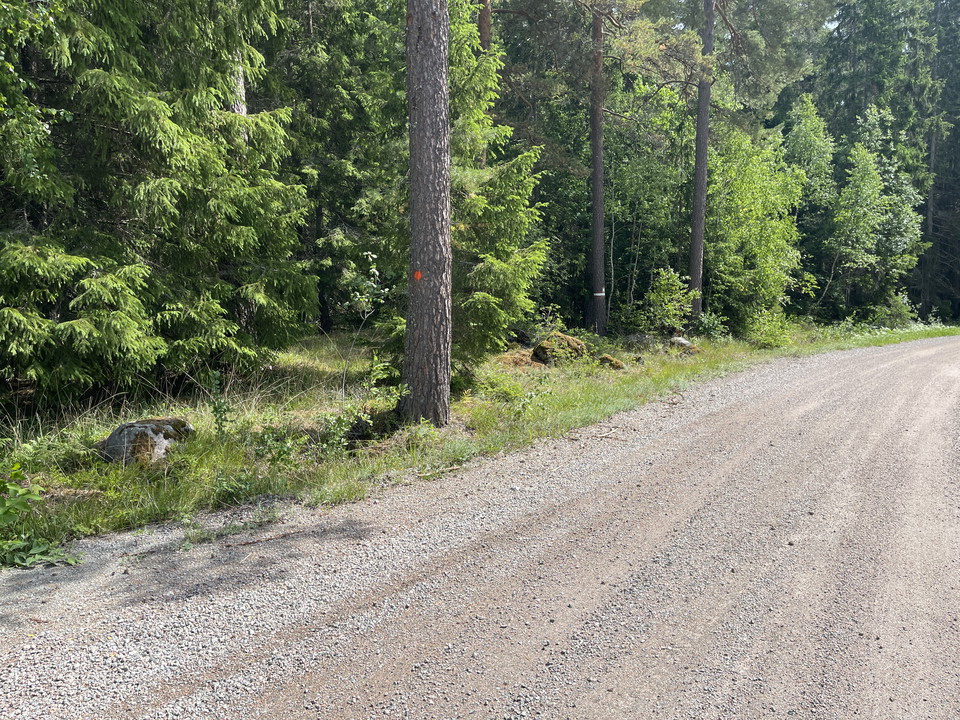 Träd med orange punkt. Trädet står vid en grusväg längs en skogskant.