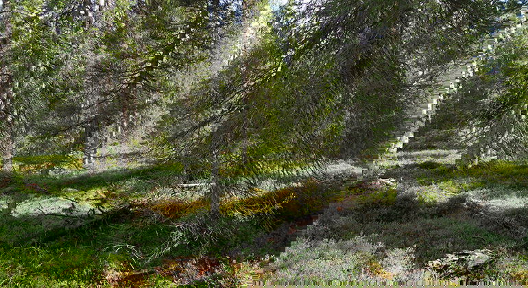 Granlandets
skogar har naturliga strukturer såsom luckighet och åldersvariation.
