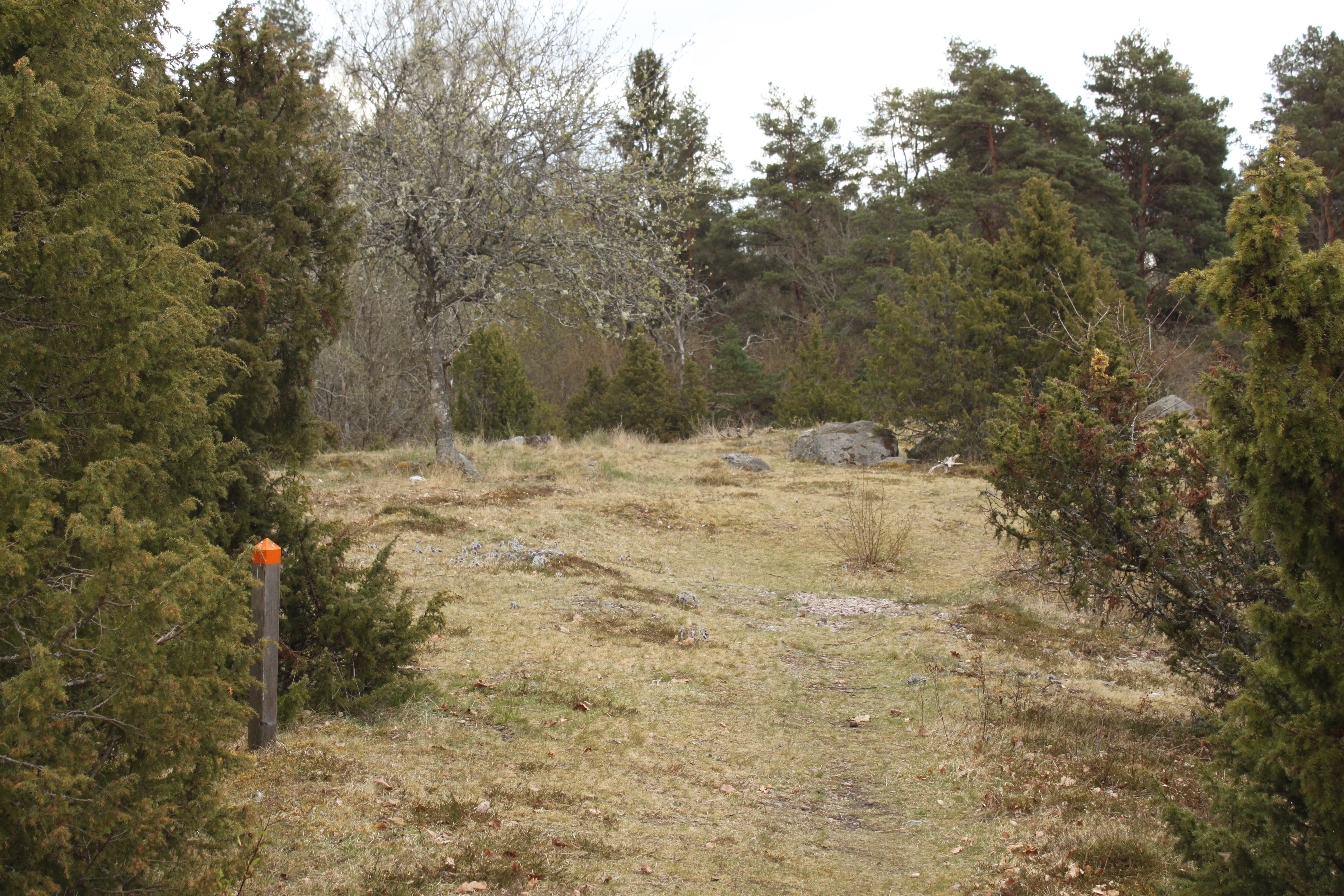 En stig leder fram till något stenig mark. Runtom finns flera enbuskar och stigmarkering på en kort stolpe bredvid.