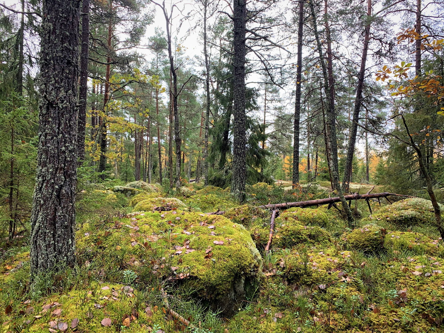 I Naturreservatet Vågsjön finns inga markerade stigar. 