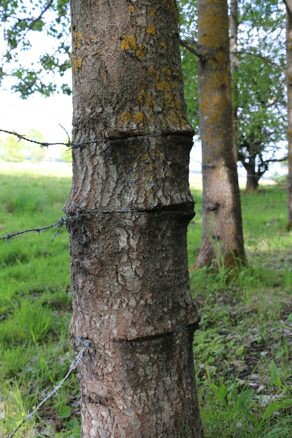 Taggtråd dragen runt träd.