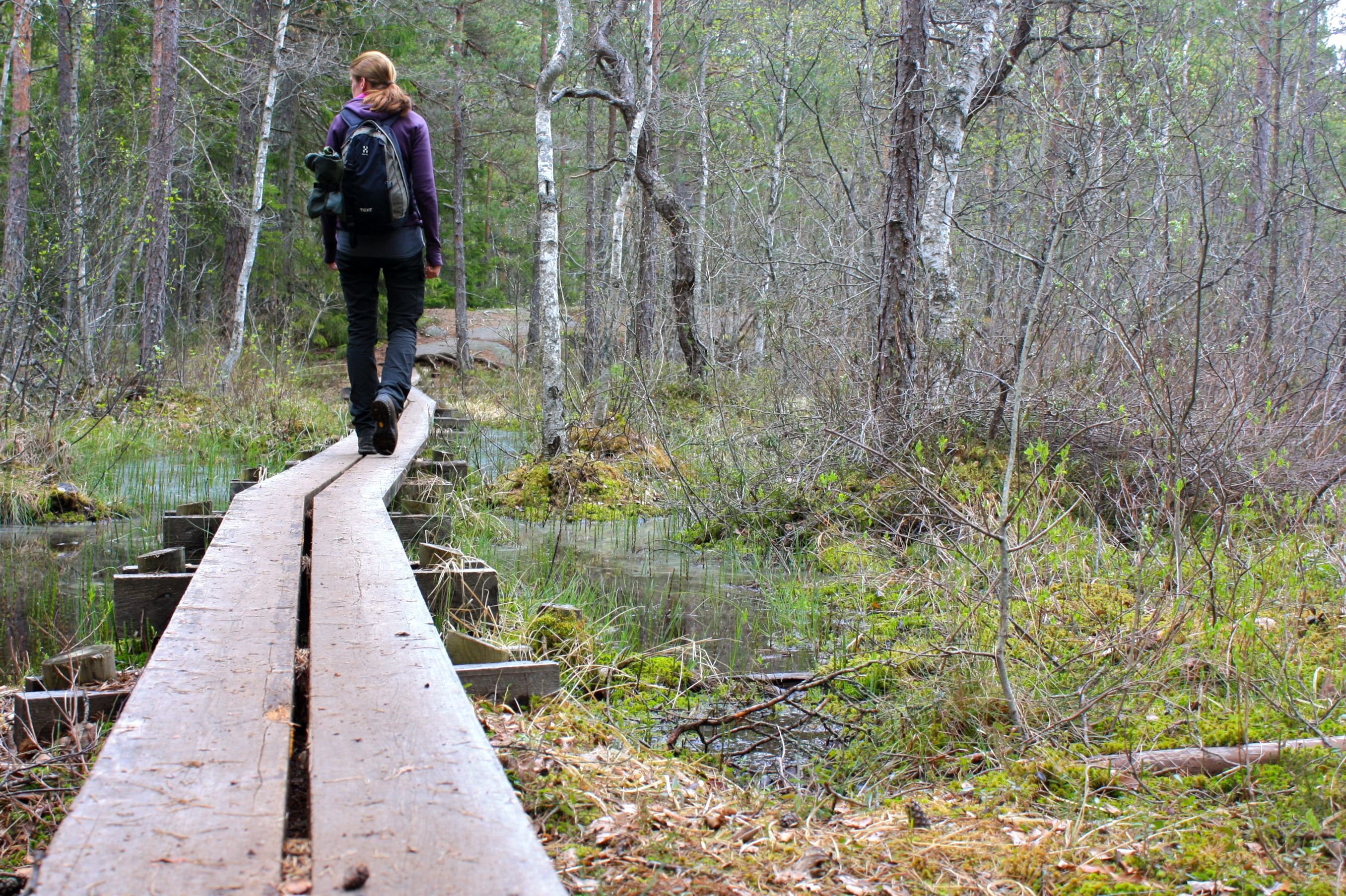 En kvinna med ryggsäck på ryggen går på en smal spång över våtmark. Runtomkring är det skog.