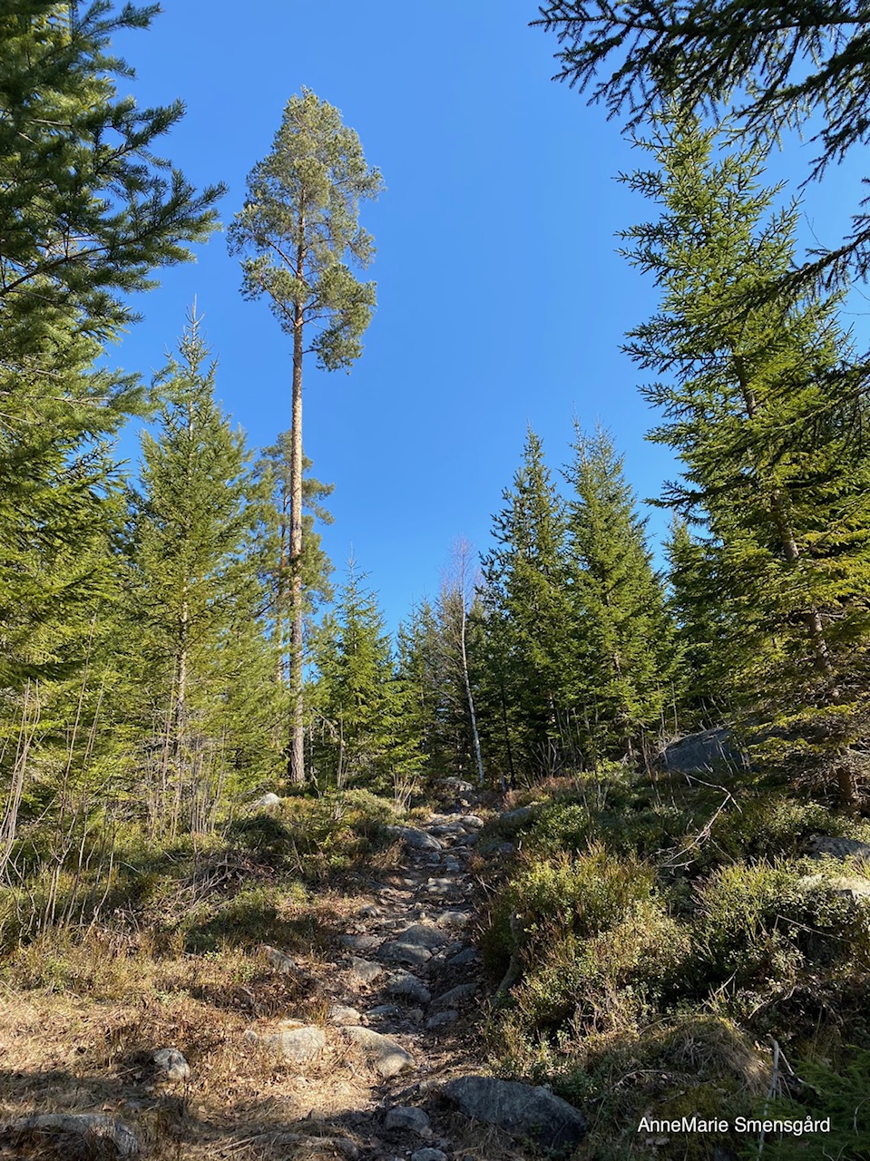 Stigen upp på Bergsboflen