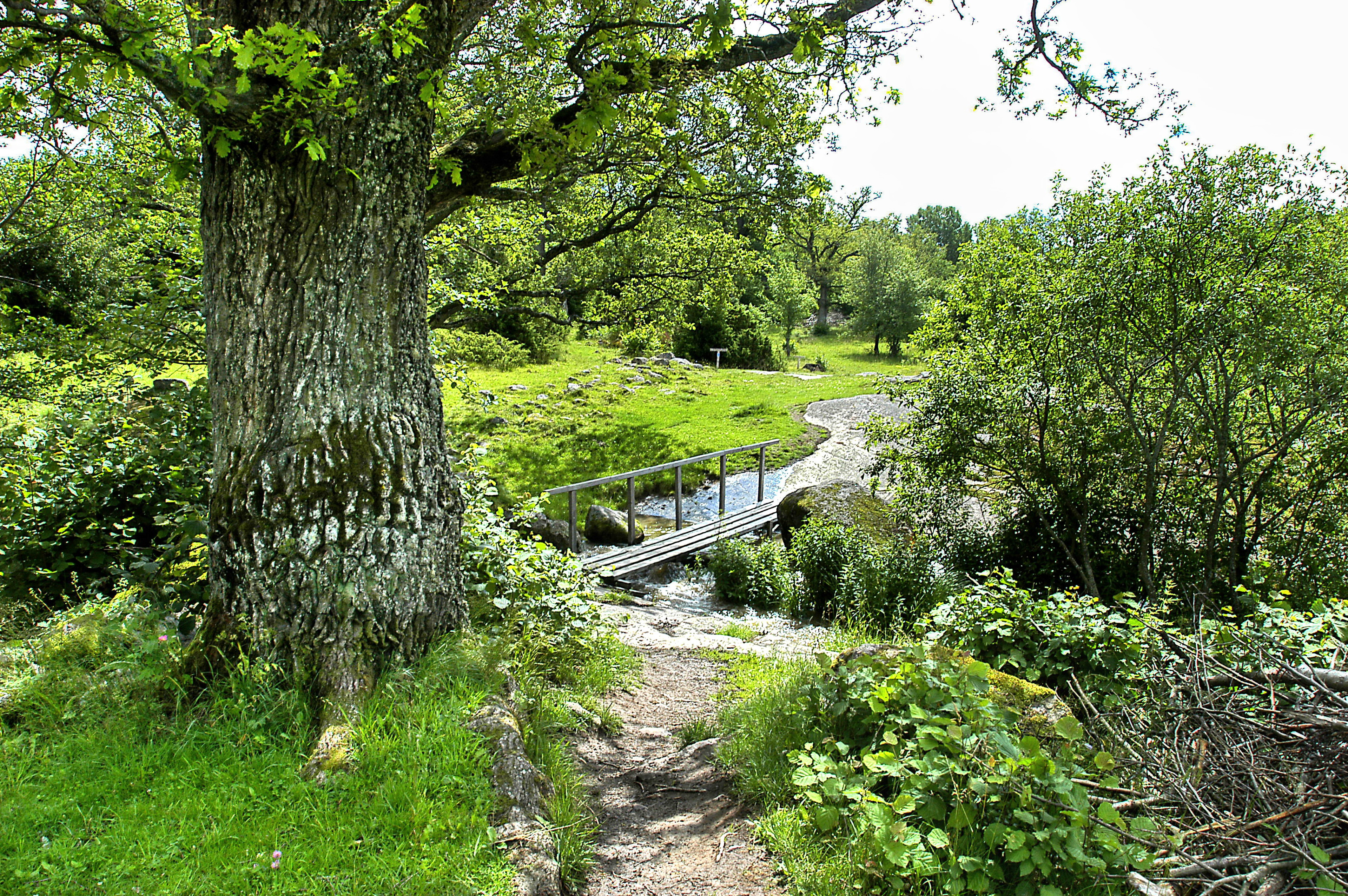 Tinnerö eklandskap