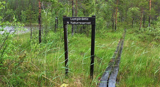 Trail to picnic site Lill-Brännträsket, Lustgården