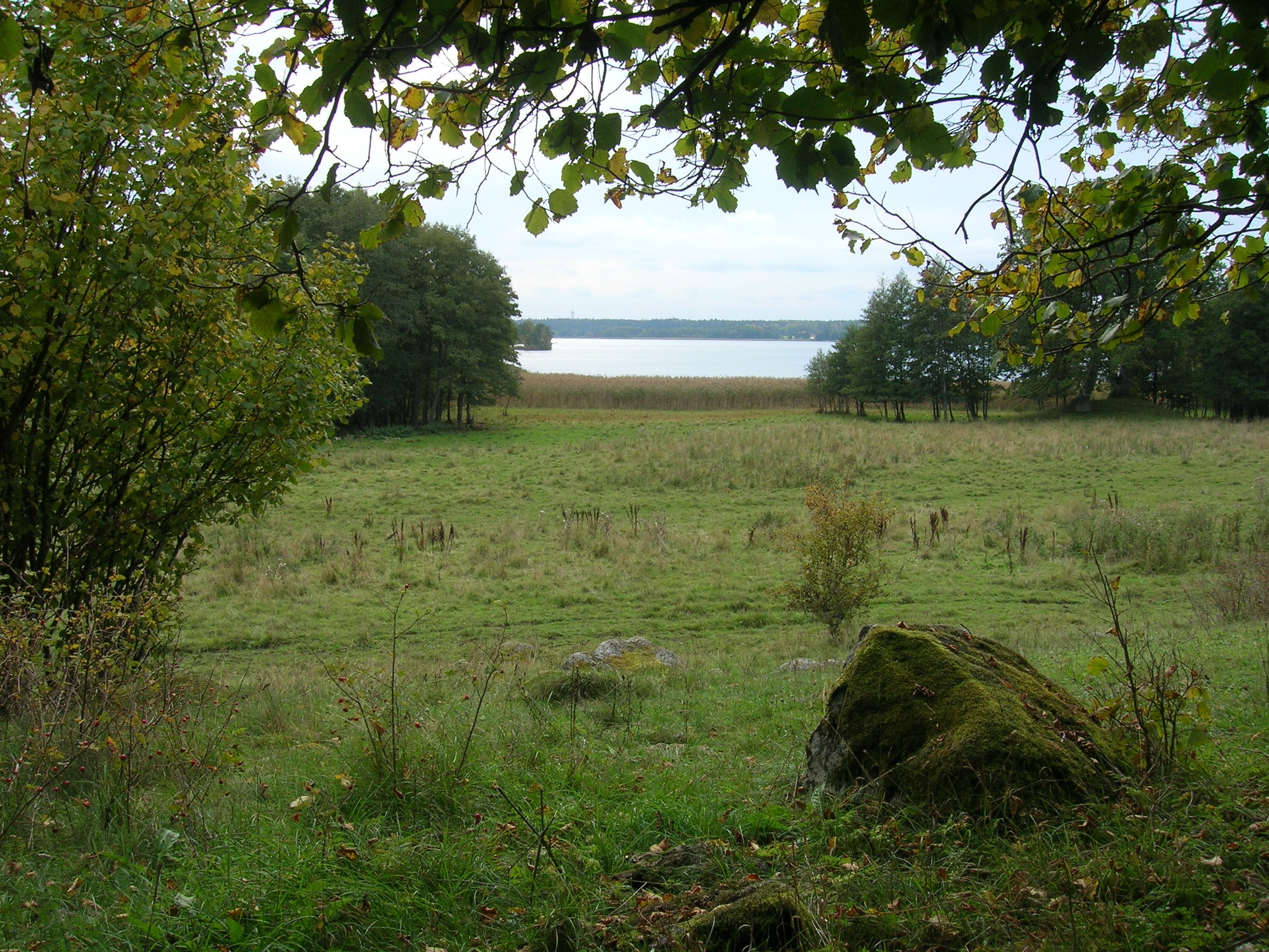 En öppen gräsmark med inslag av lövträd. I bakgrunden finns vass och utsikt över sjön.