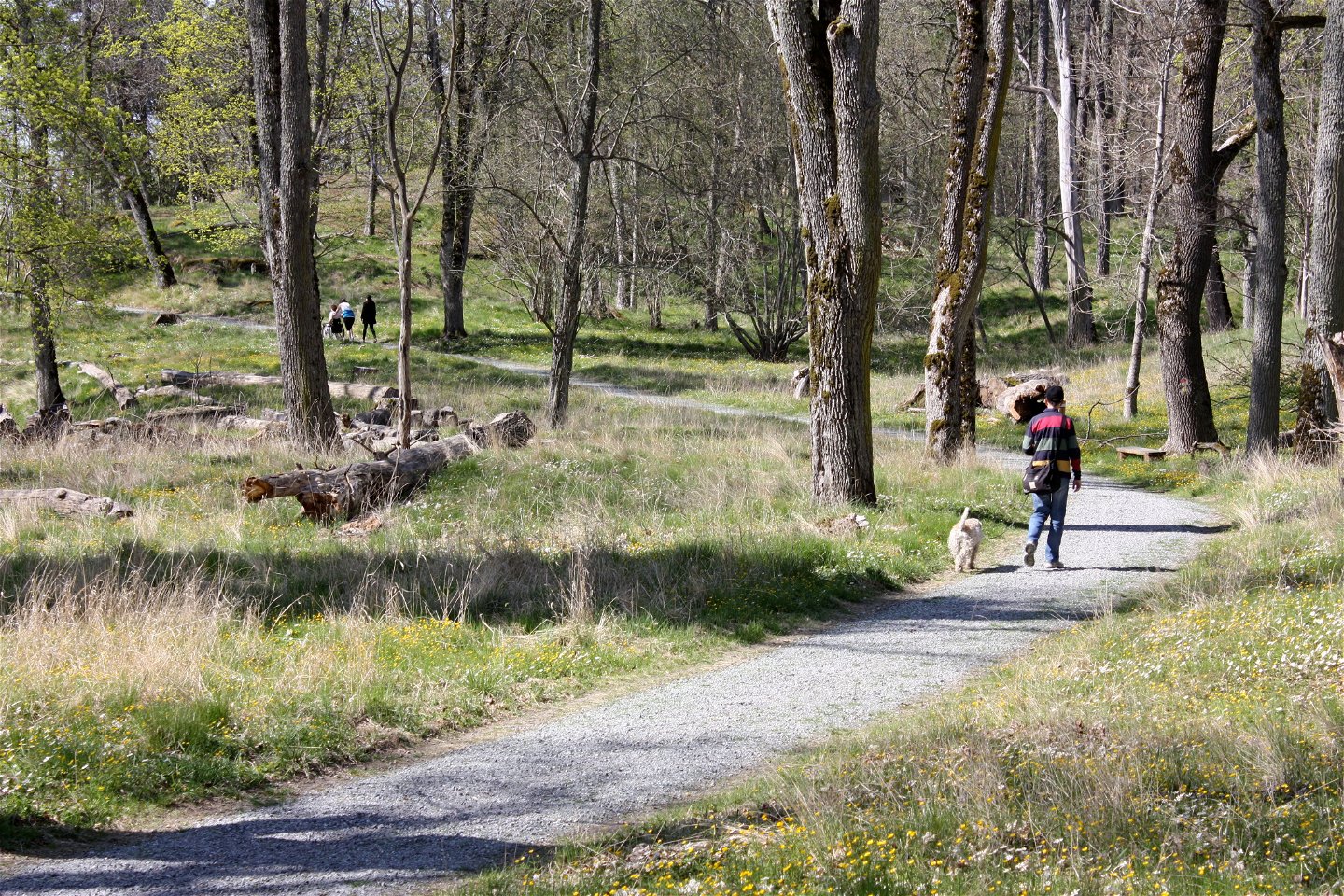 Flera personer går på en grusad stig genom en skog. Bredvid en av personerna går en hund.