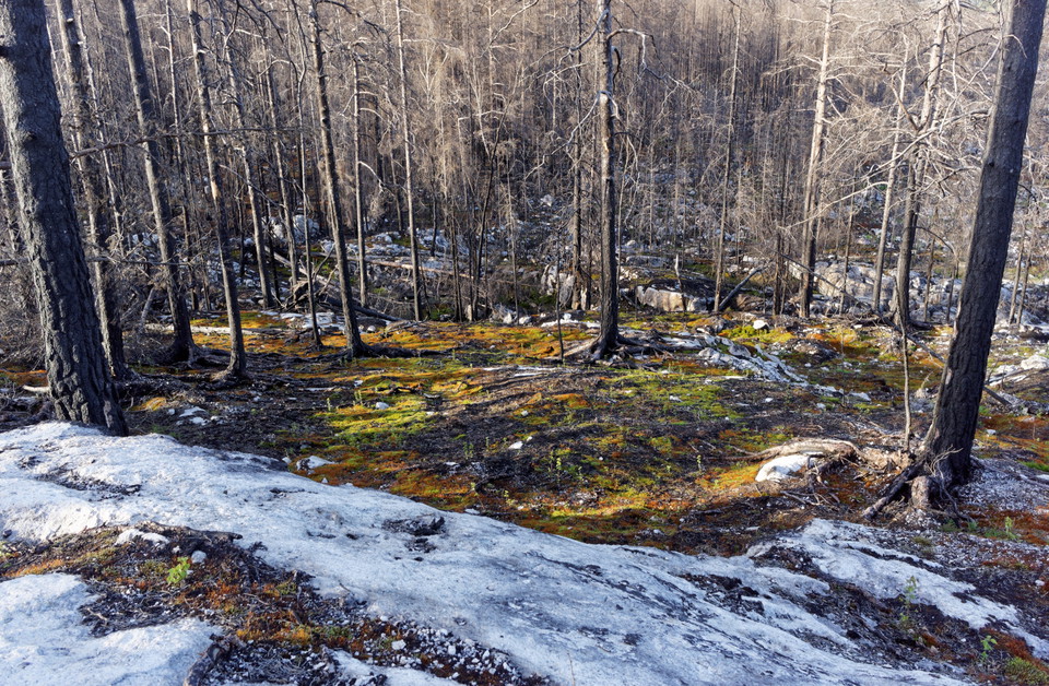 Svartbrända träd.