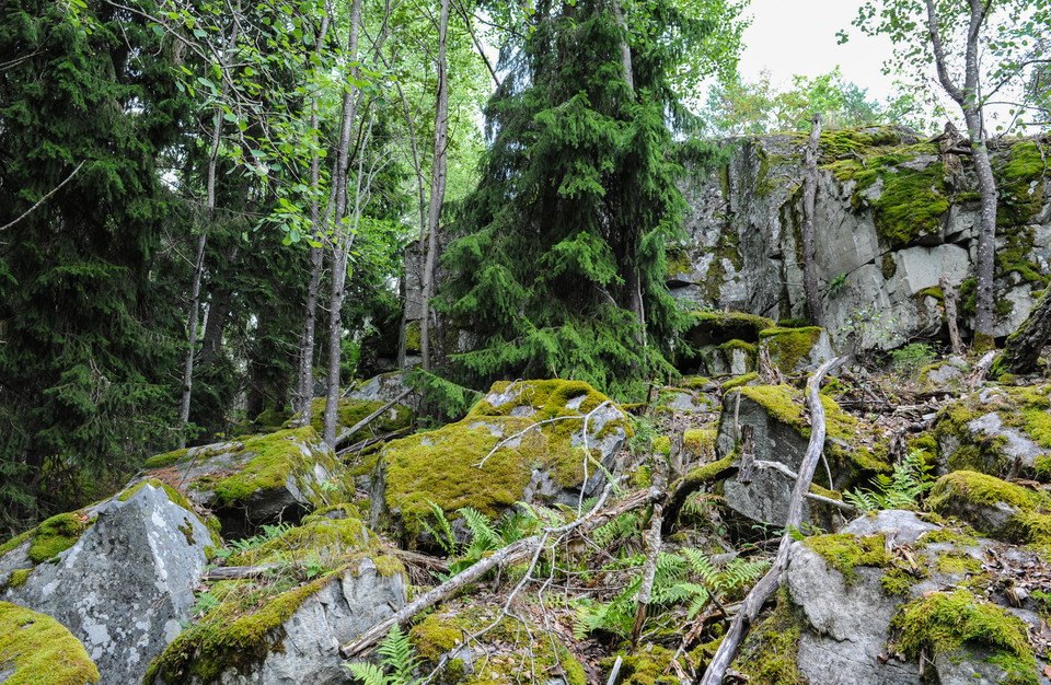 Upplev riktig sagoskog.