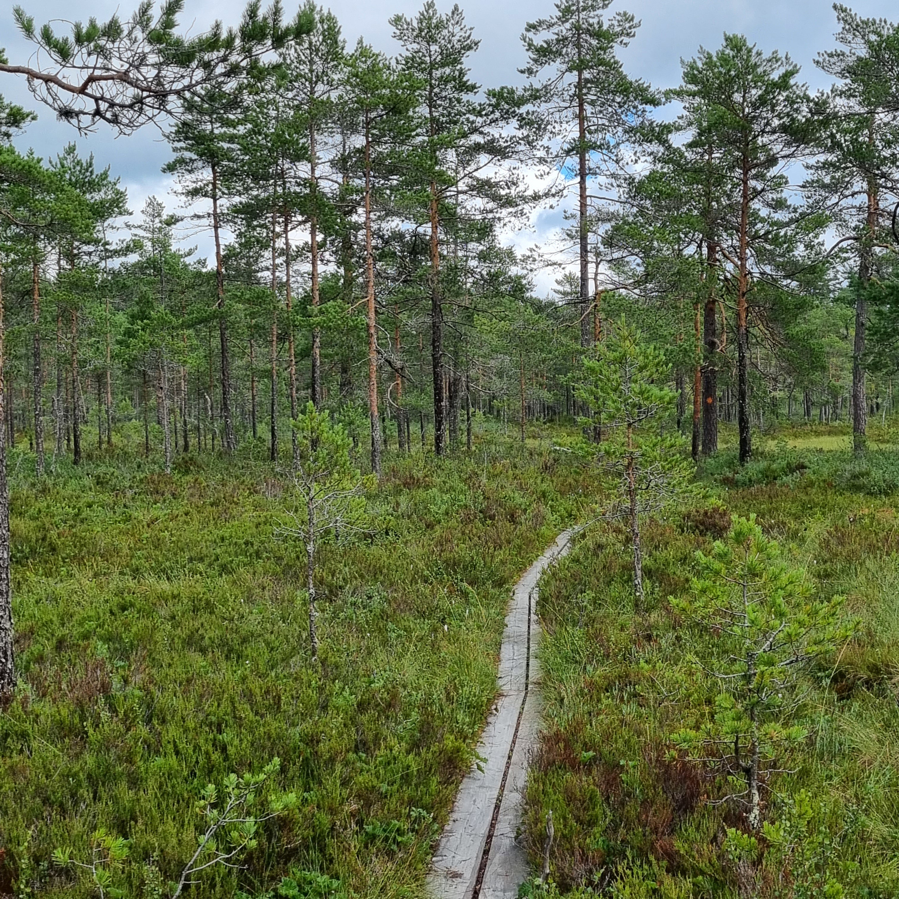 Sotar Blixtleden — Naturkartan