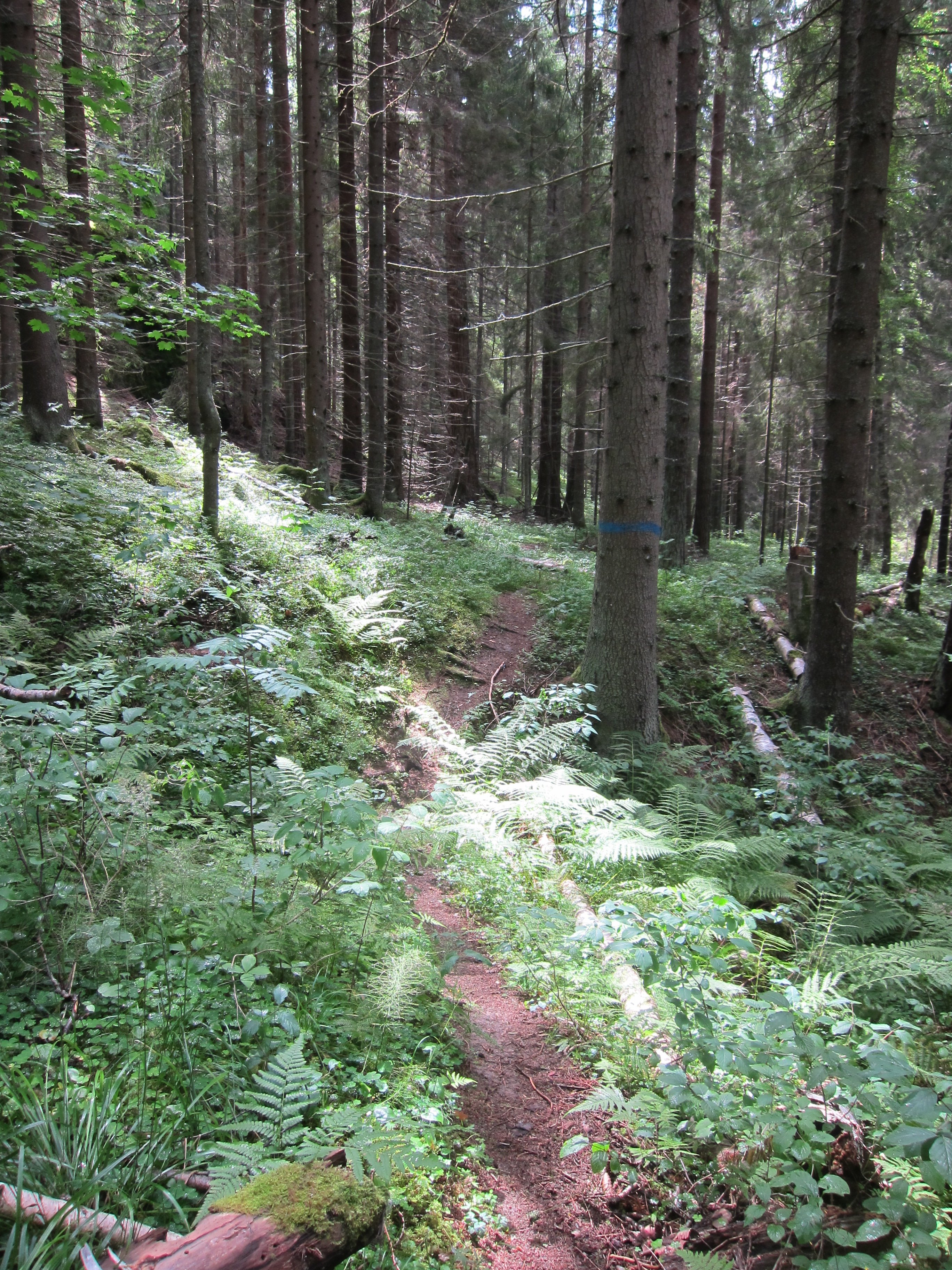 Blåmarkerat träd intill en stig.