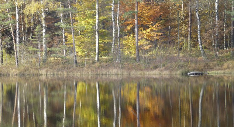 träd med färgglada löv som speglas i vatten