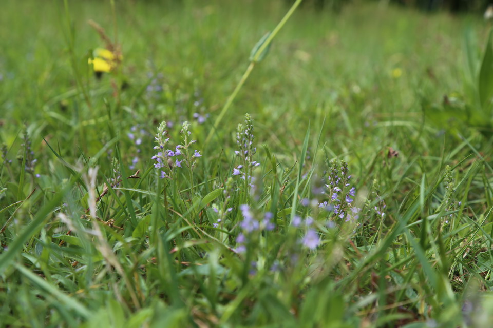 Ärenpris (Veronica officinalis).
