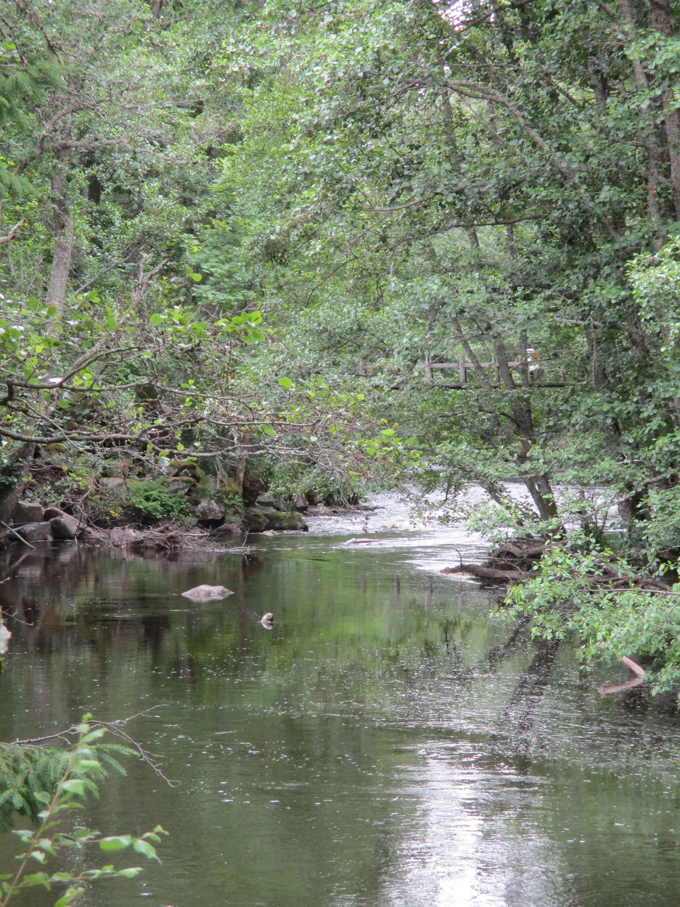 Hedströmmen med träd och en bro över vattnet i bakgrunden.
