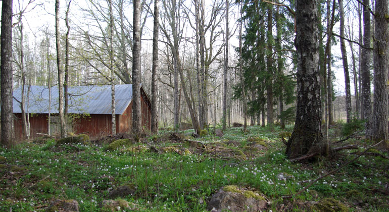 Höladan bland lövträd i Bredforsen.