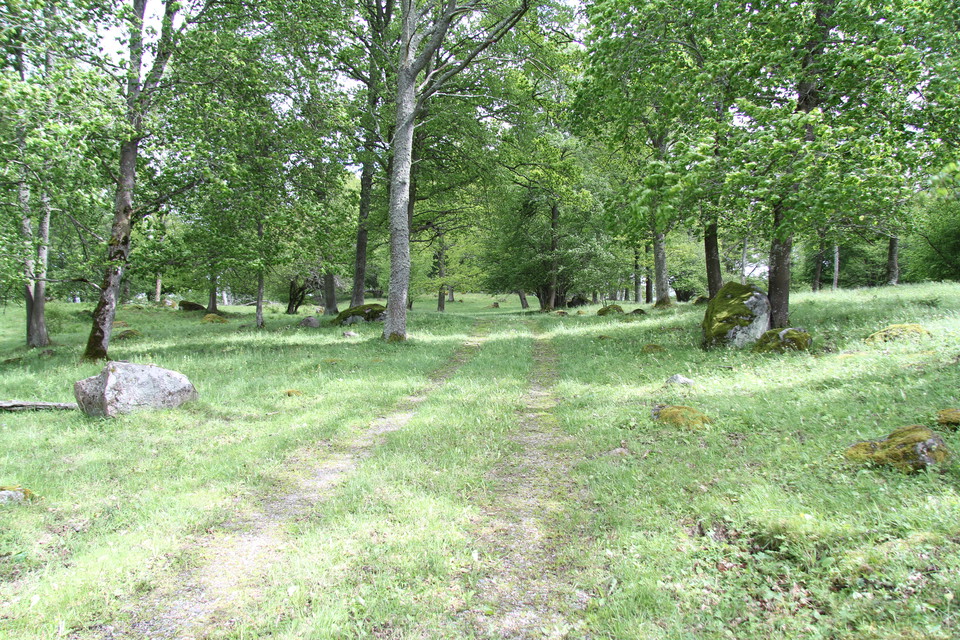 Traktorväg mellan gräs, träd och stenar.