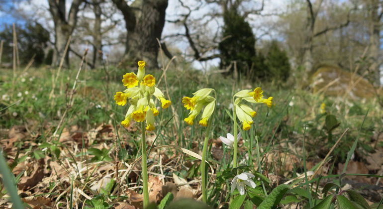 Foto: Martin Lindqvist