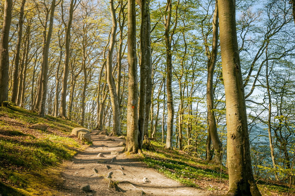 Vandringsslingan tar dig genom skogen på östra Kullaberg.