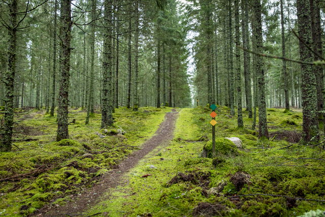 Vandringsslinga,  Gul 5,7 km Eseredssjön