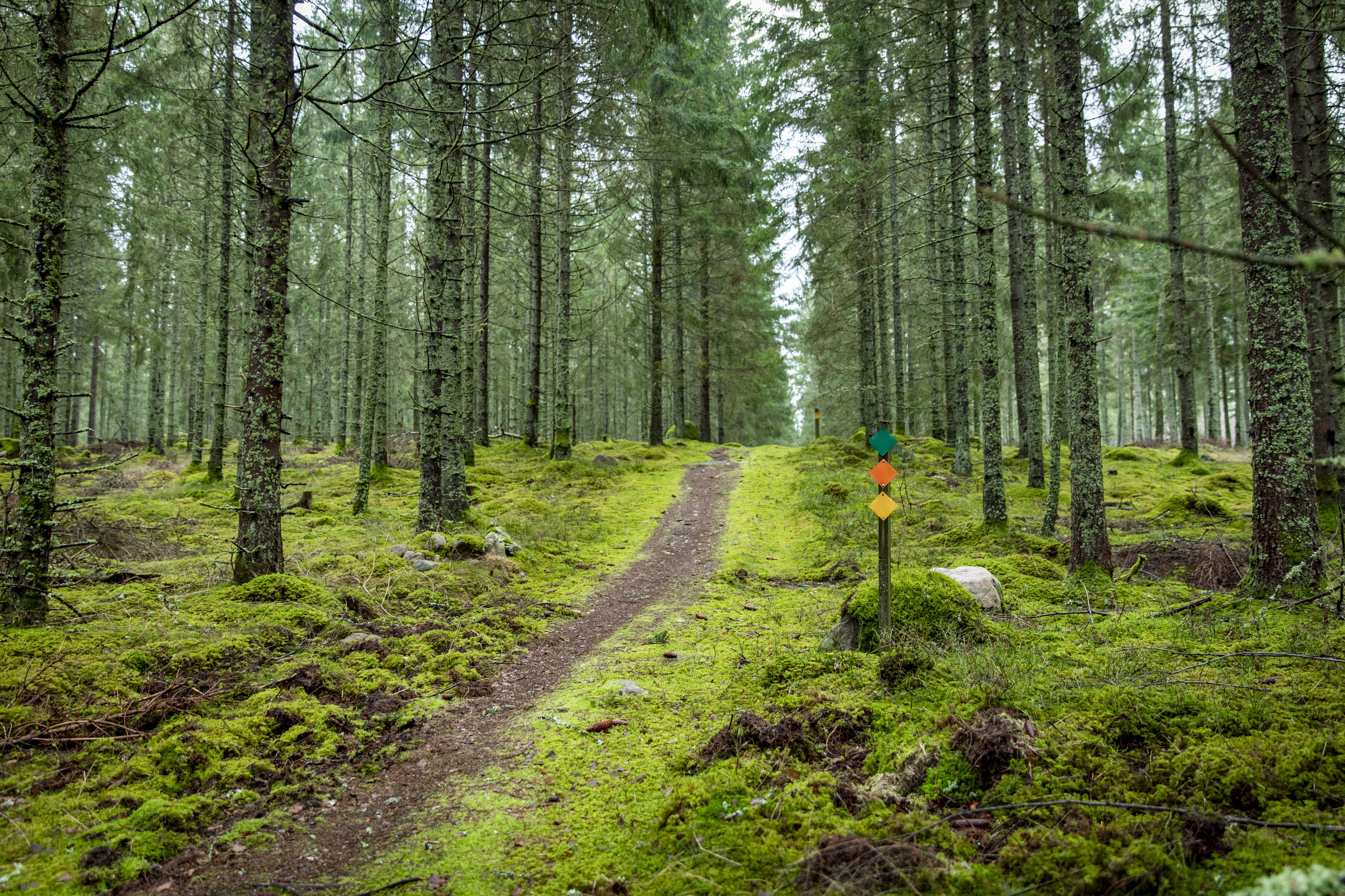 Hiking Trail, Yellow 5,7 km Eseredssjön
