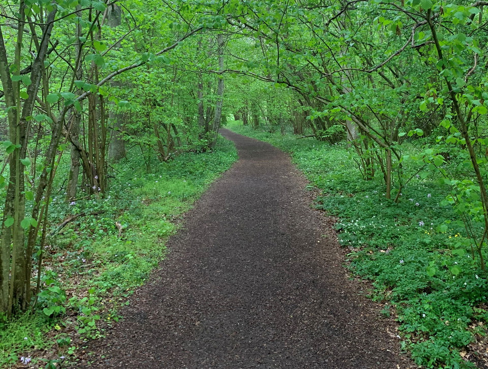 Gångväg genom försommargrön skog