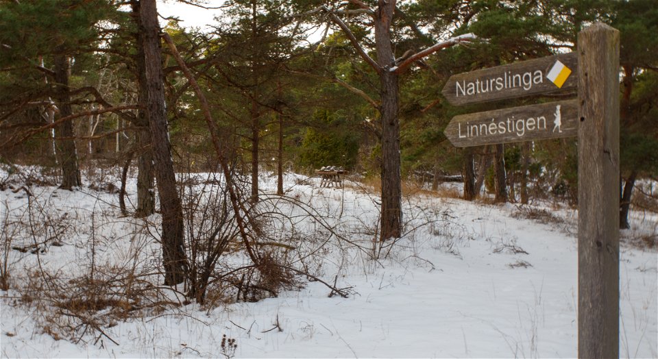 Vinterlandskap i skogsmiljö. I förgrunden syns en vägvisande skylt med texterna "naturstig" och "Linnéstigen".