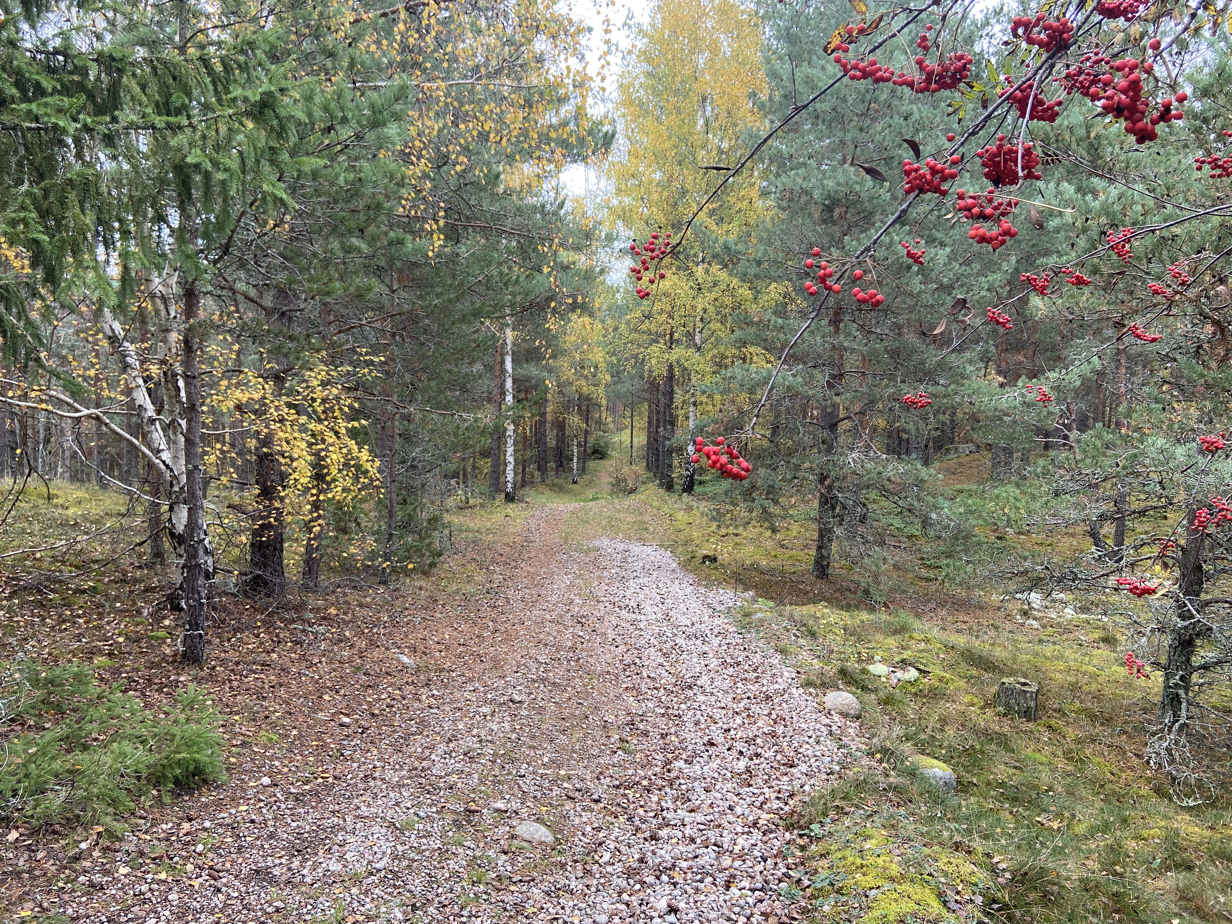 Stig på Rölundaåsen
